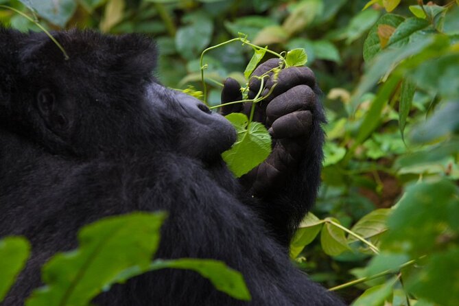 3-Day Private Guided Gorilla Trekking In Uganda - Where You Sleep: From Budget to Luxury Without Changing the Point