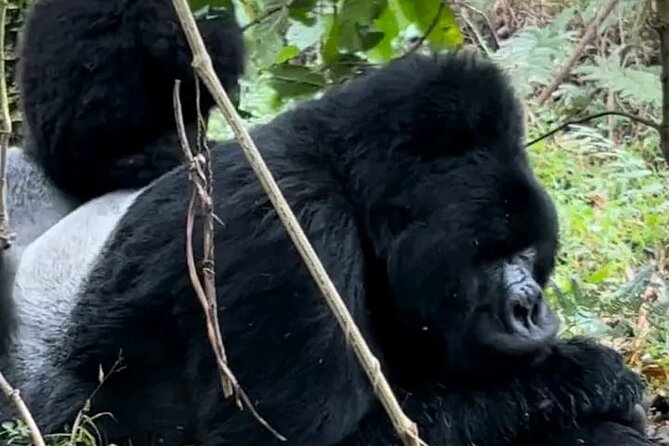 3-Day Private Guided Gorilla Trekking Uganda and Batwa Experience - Key things to know before you go
