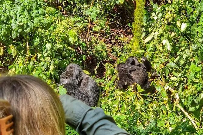 3-Day Private Guided Gorilla Trekking Uganda and Batwa Experience - Private Guide Pickup and the Kampala to Bwindi Road Trip