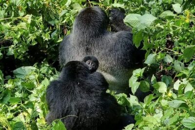 3-Day Private Guided Gorilla Trekking Uganda and Batwa Experience - The Bwindi Check-In Day: Registration, Briefing, and Group of Eight