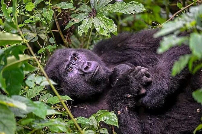 3-Day Private Guided Gorilla Trekking Uganda and Batwa Experience - The Return Drive to Kampala: Taking Your Time with the Experience
