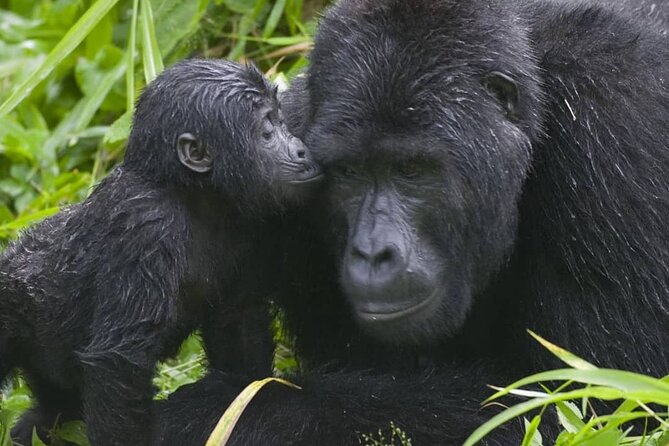 3-Day Private Guided Gorilla Trekking Uganda and Batwa Experience - Who Should Book This 3-Day Gorilla Trek (and Who Might Rethink It)