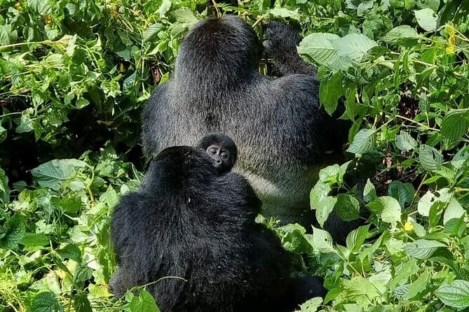 3-Day Private Guided Gorilla Trekking Uganda and Batwa Experience - The Bwindi Check-In Day: Registration, Briefing, and Group of Eight
