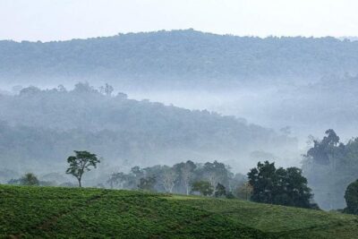 3-Day Tour to Uganda - Gorilla Trekking Bwindi Forest - The moment: an hour with mountain gorillas in their habitat
