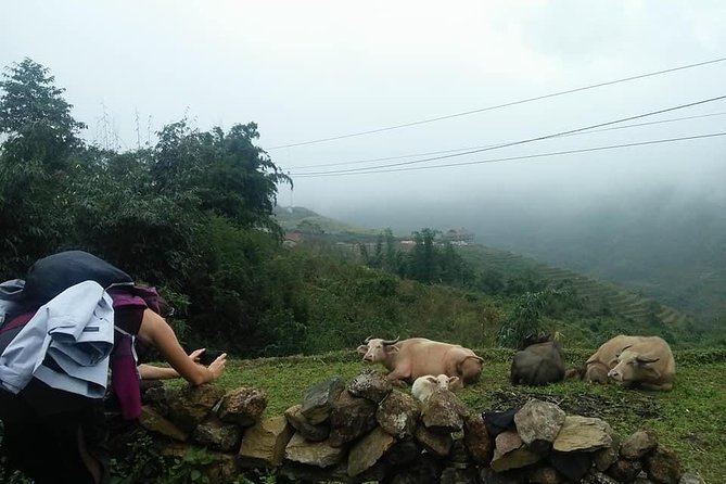 3-Day Trek in Amazing Muong Hoa Valley & ethnic Homestay - Day 3: Ban Ho Sunrise in the Valley, Then Nam Tong to Red Dzao Traditions
