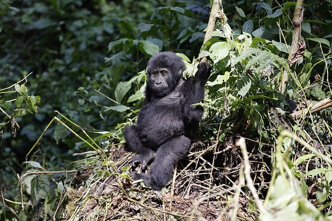 3 Day Uganda Gorilla Trekking and Batwa Pygmies Experience - The free time on Day 2: how to use it without losing your energy