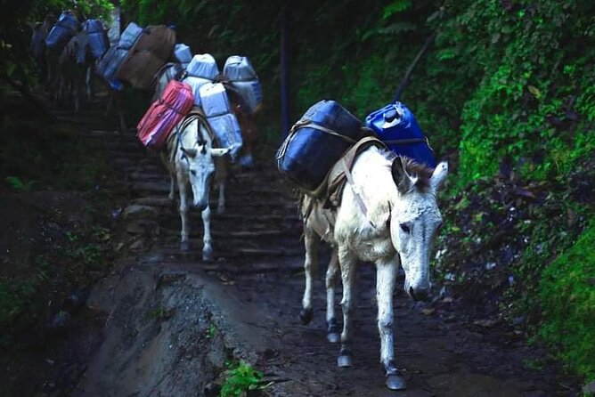 3 Days 2 Nights Poon Hill Trekking - Guides and support: why names show up in the best reviews