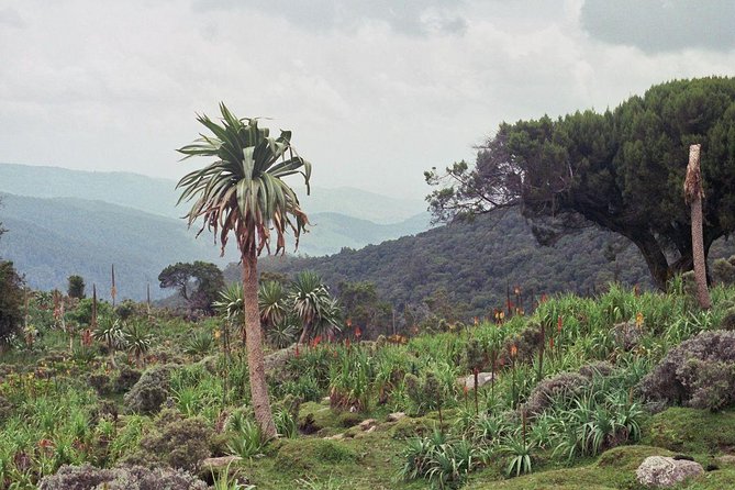 3 Days Bale Mountains Trekking - Key takeaways before you go
