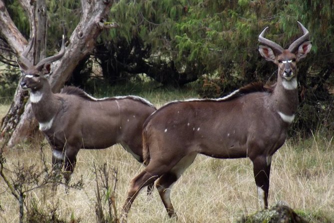 3 Days Bale Mountains Trekking - Why Bale Mountains National Park is worth your time from Addis