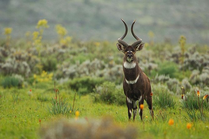 3 Days Bale Mountains Trekking - Harenna forest change of pace: why the downhill can feel just as special