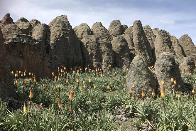 3 Days Bale Mountains Trekking - Guide quality can make or break your day