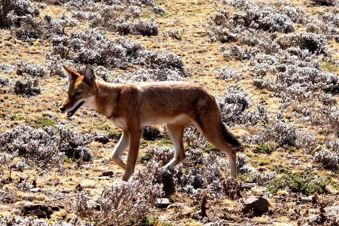 3 Days Bale Mountains Trekking - Price and value: what $410.26 buys you in real terms