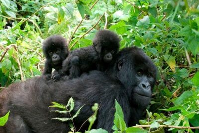 3 Days Bwindi Gorilla Trekking tour - Bwindi briefing at 7:45 am: the rules matter more than you think
