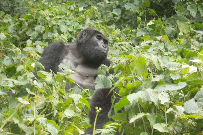 3 Days Bwindi Gorilla Trekking tour - Moving on to Lake Bunyonyi after Bwindi: the best kind of decompression