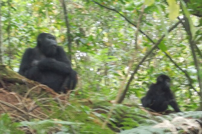 3 Days Bwindi Gorilla Trekking tour - Day 2 in Bwindi: second chance, same rules, different search