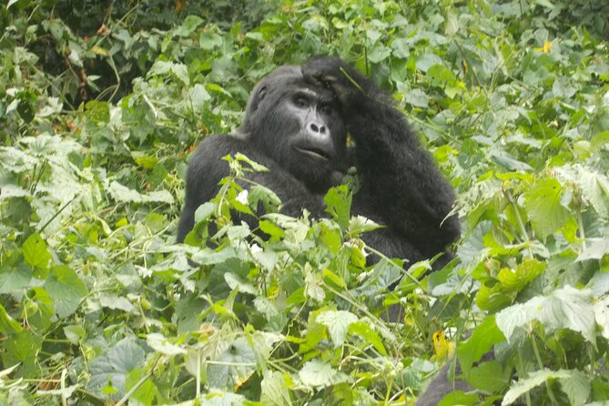 3 Days Bwindi Gorilla Trekking tour - Day 3 back to Kampala and Entebbe: leave with the right kind of tired