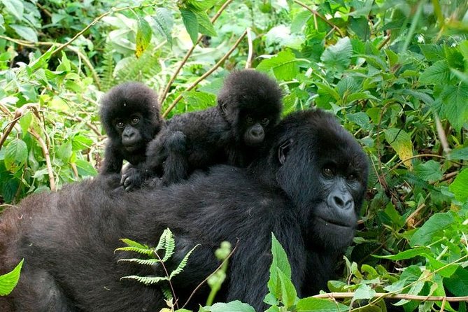 3 Days Bwindi Gorilla Trekking tour - Bwindi briefing at 7:45 am: the rules matter more than you think