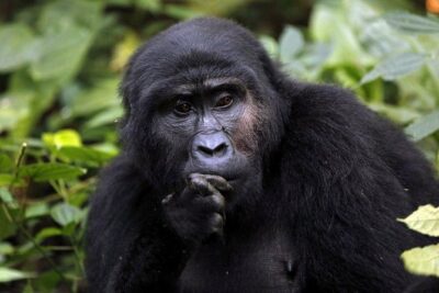 3 Days Gorilla Trekking Expedition Uganda - Day 1 on the Masaka Road: Green Equator and the long drive reality