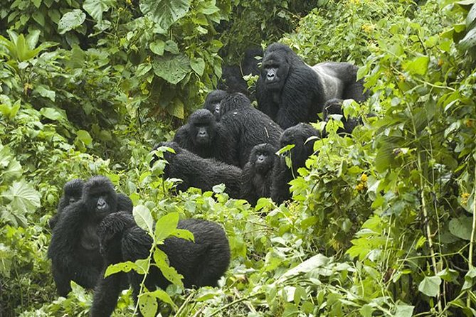 3 days Gorilla Trekking in Bwindi Inpenetrable national Park - Quick hits before you go