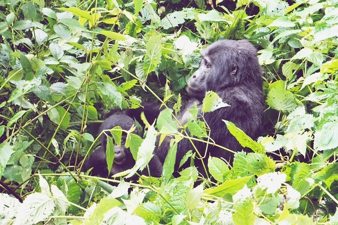 3 Days Gorilla Trekking Safari - Gorilla Trek Basics: How the One-Hour Encounter Works
