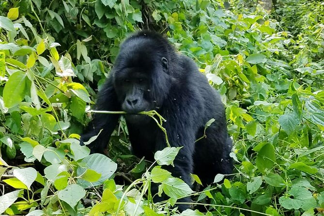 3 Days Gorilla Trekking Safari - Twin Lakes and the Five Volcanoes: The Scenic Payoff Before the Trek