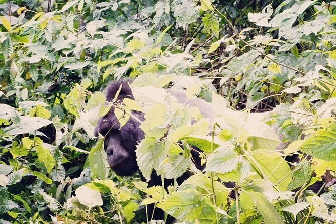 3 Days Gorilla Trekking Safari - Day 3: Boat Ride on Lake Bunyonyi, Kigali Return, and a Late Flight Plan