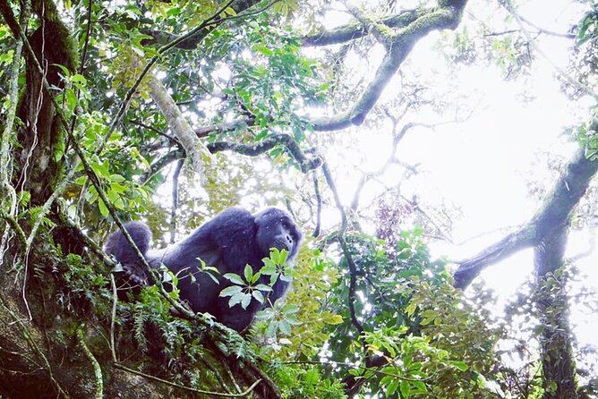 3 Days Gorilla Trekking Safari - Price and Logistics: Is $1,890 Good Value for This Circuit?