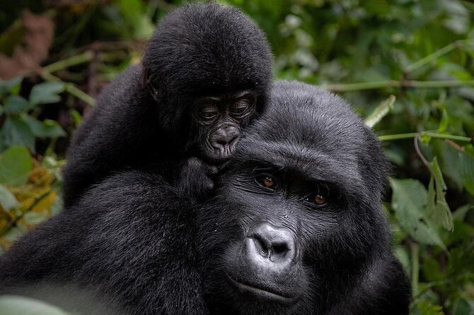 3 Days gorilla trekking Safari tour in Uganda - Key highlights worth marking on your map