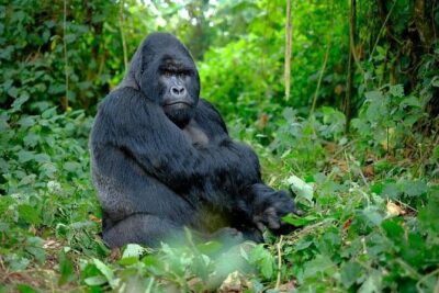 3 Days gorilla trekking Safari tour in Uganda - Bwindi Gorilla Trek Day: briefing, etiquette, and the hike at altitude