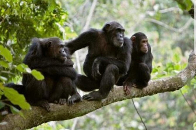 3 Days gorilla trekking Safari tour in Uganda - Lake Bunyonyi Canoe Ride: a calm reset after the trek