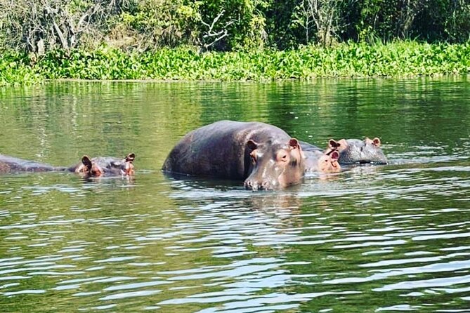 3 Days gorilla trekking Safari tour in Uganda - Guide, 4x4 comfort, and included costs: what $2,600 buys you
