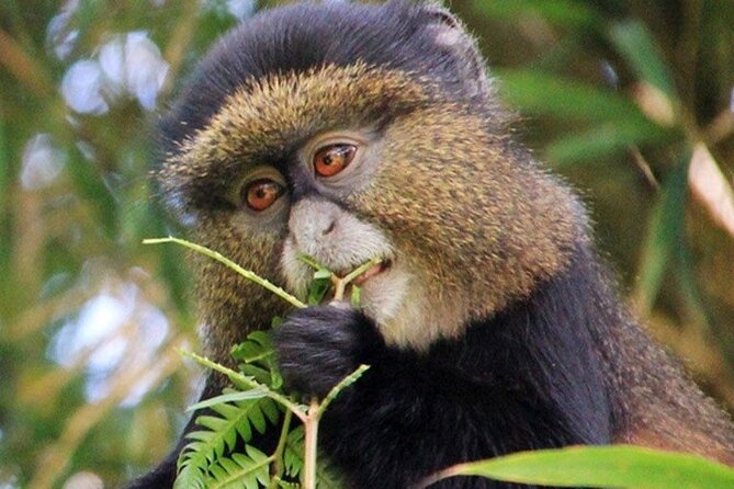 3 Days gorilla trekking Safari tour in Uganda - Should you book this 3-day gorilla trek and Lake Bunyonyi stop?
