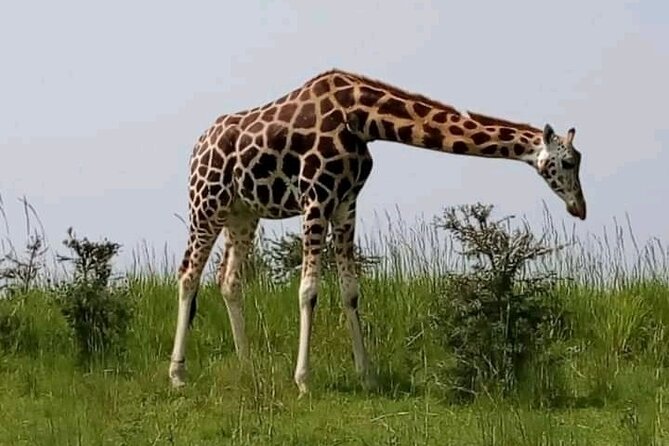 3 Days gorilla trekking Safari tour in Uganda - FAQ