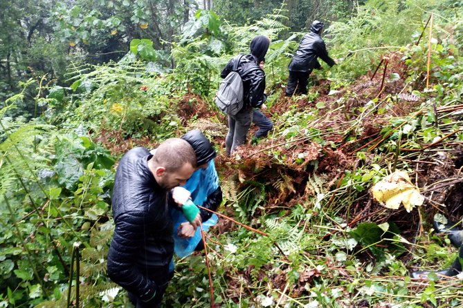 3 Days Gorilla trekking Safari Uganda, Bwindi Impenetrable Forest - Getting to Bwindi: Kampala or Entebbe pickup and the 6:00am start