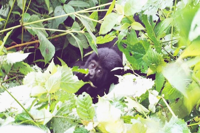 3 Days Gorilla Trekking Safari - Entering Bwindi: Briefing Day Energy and Trek Reality