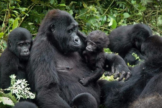 3 Days Gorilla trekking tour - Key highlights worth marking on your map