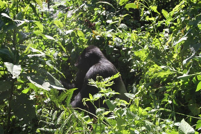 3 Days Gorilla trekking tour - Bwindi Impenetrable Forest: your first night near the trek