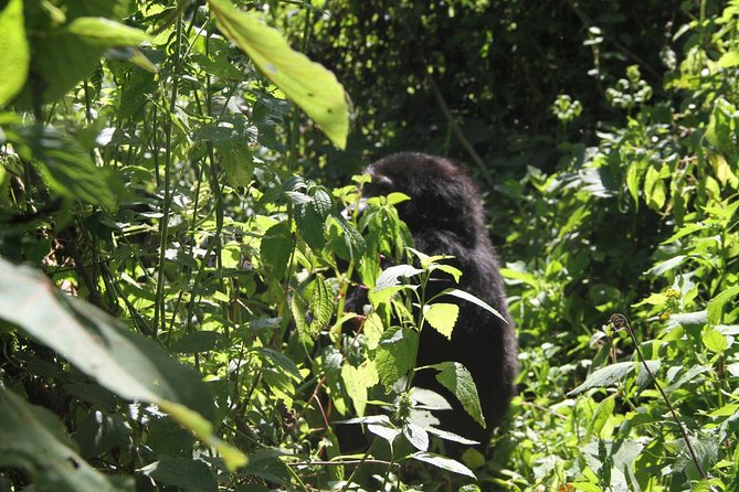 3 Days Gorilla trekking tour - The visitor-center briefing and gorilla trekking day reality