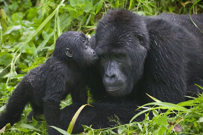 3 Days Gorilla trekking tour - Lake Bunyonyi stop: why a change of scenery helps