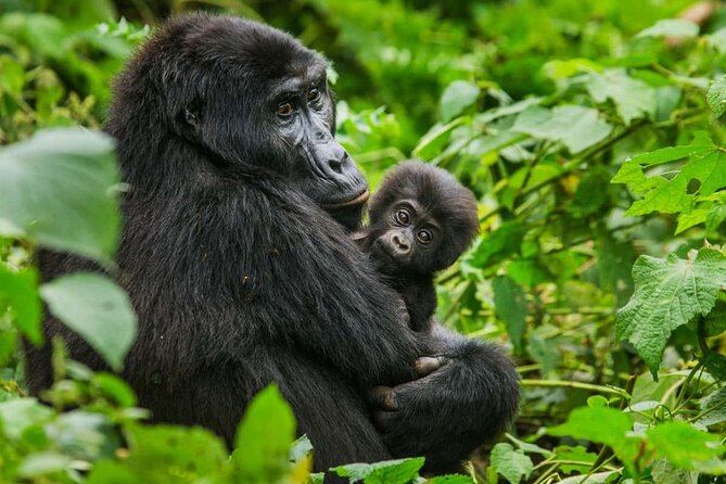 3 Days Gorilla trekking tour - Night one vs night two: what the two lodges signal
