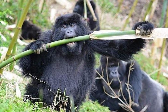3 Days Lake Bunyonyi and Gorilla Trekking Tour in Uganda - Lake Bunyonyi and Bwindi: Why This Combo Works