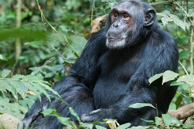 3 Days Lake Bunyonyi and Gorilla Trekking Tour in Uganda - Guiding, Transfers, and the Small-Group Advantage