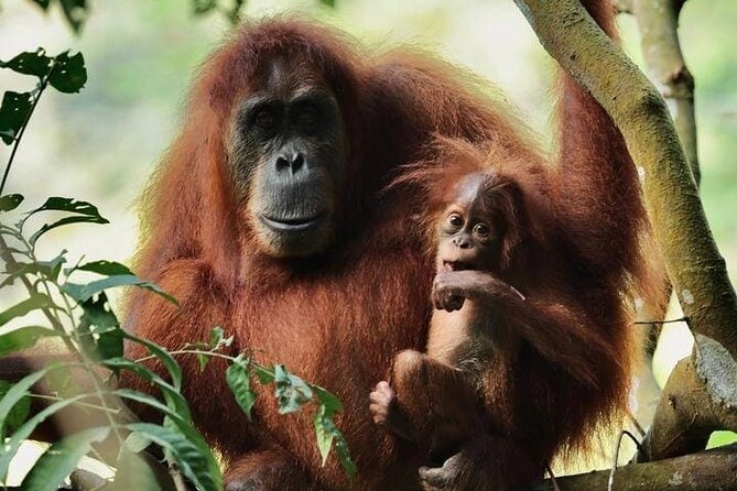 3 Days Orangutan Sumatra Jungle Trekking with Rafting - Starting in Bukit Lawang: the 8:30 am launch and easy meeting spot