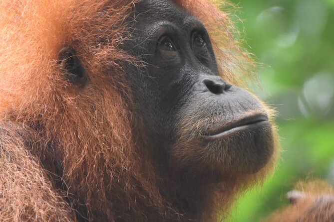 3 Days Orangutan Sumatra Jungle Trekking with Rafting - Wildlife viewing: orangutans, gibbons, and more than the main act