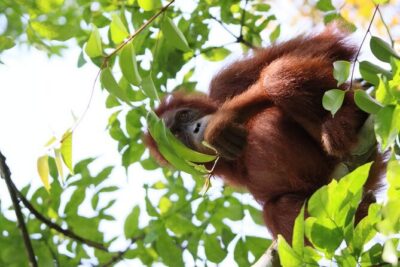 3 Days Orangutan Sumatra Jungle Trekking with Rafting - Two camps inside the rainforest: comfort, food, and that river sound