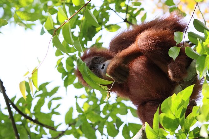 3 Days Orangutan Sumatra Jungle Trekking with Rafting - Two camps inside the rainforest: comfort, food, and that river sound