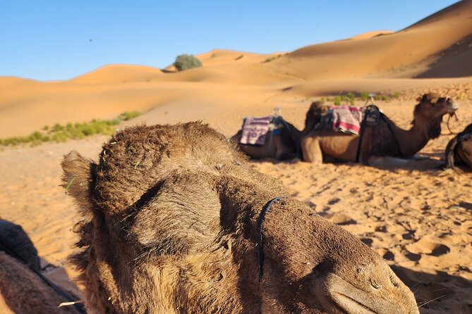 3 Days Priavte Desert Tour From Marrakech To Merzouga &Camel Trek - Marrakech to Merzouga: why this route feels like good value