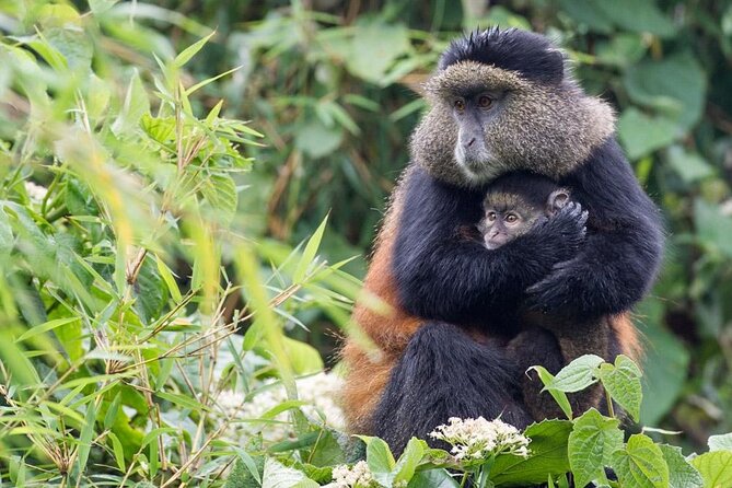 3 Days Private Bwindi Gorillas and Volcanoes Golden Monkey Trek - Key highlights (why this 3 days works)