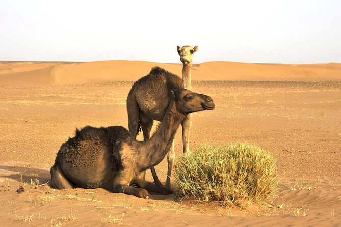 3-Days Private Sahara Desert Trek - Day 2 Through Erg Dwib: Camel Trekking, Tea on the Dunes, and Tajine Under the Stars