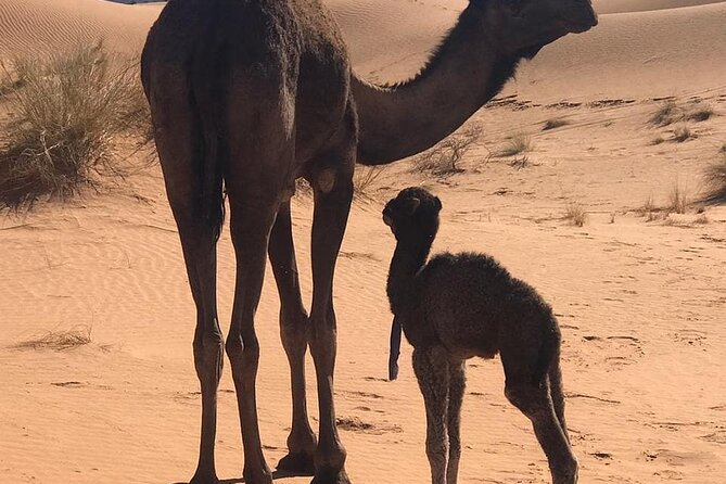 3-Days Private Sahara Desert Trek - Food, Sleep, and Comfort: What to Expect Without Surprises